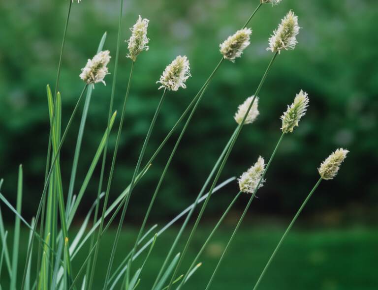 Sesleria autumnalis